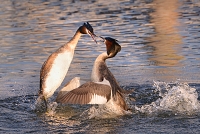 fuut (Podiceps cristatus) 4-2017 7541